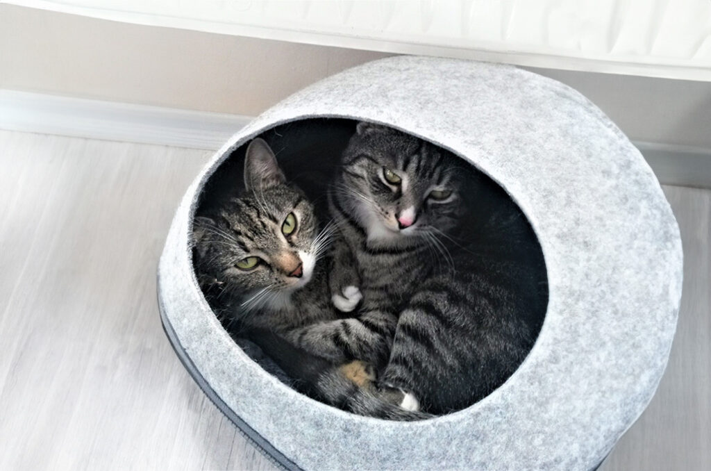 tiersitter-chemnitz-katze-03